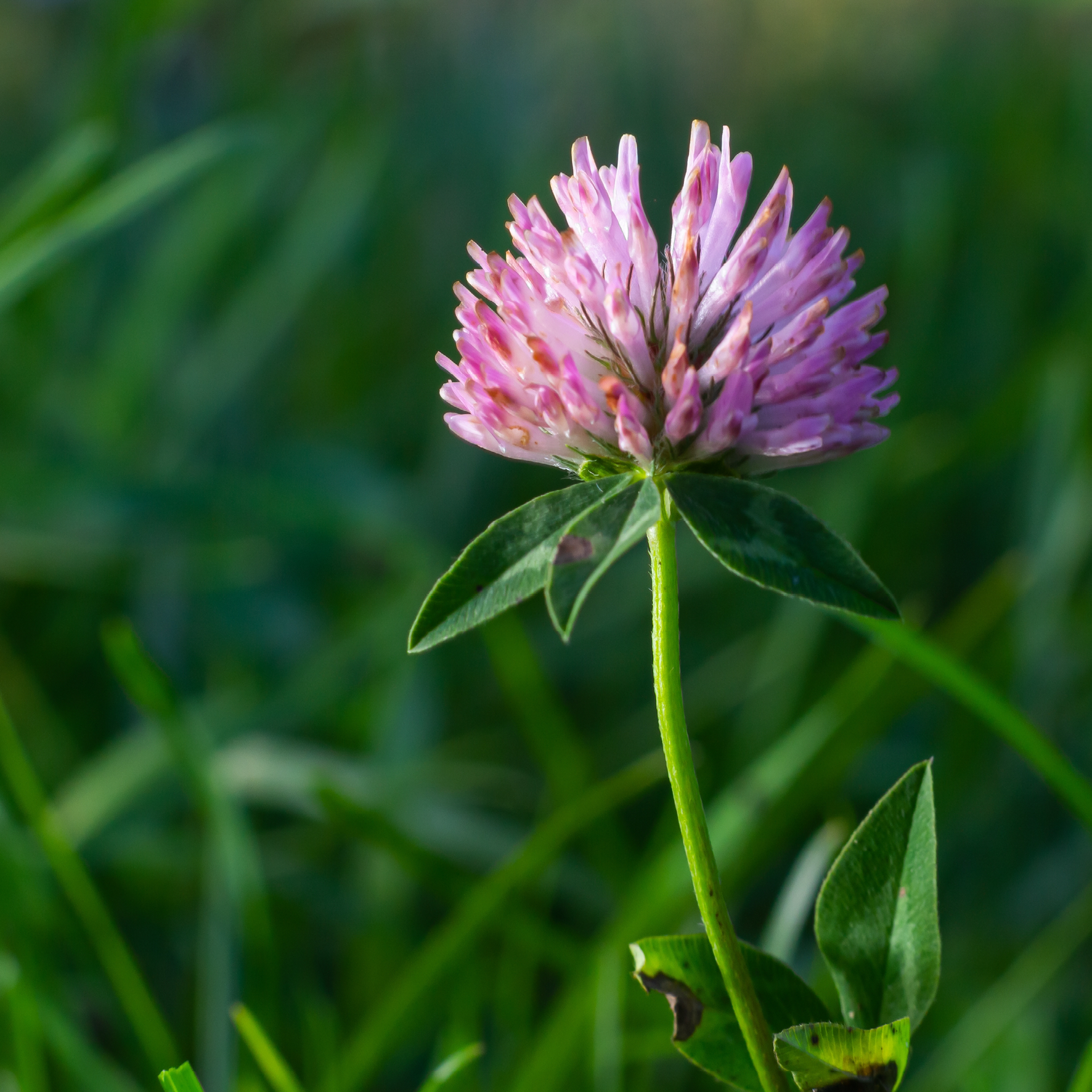 Rødkløver blomst på mark